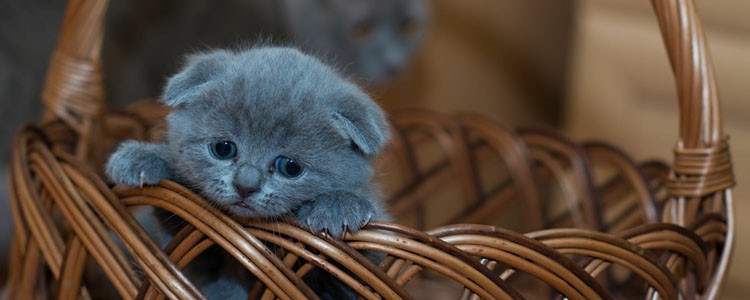 猫草对猫的好处和坏处 猫草对猫有好处吗