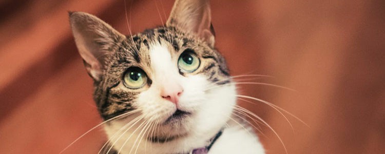 猫草对猫好不好 猫草对猫好不好