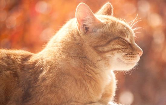 猫咪吃猫草有用吗 猫咪吃猫草有好处吗