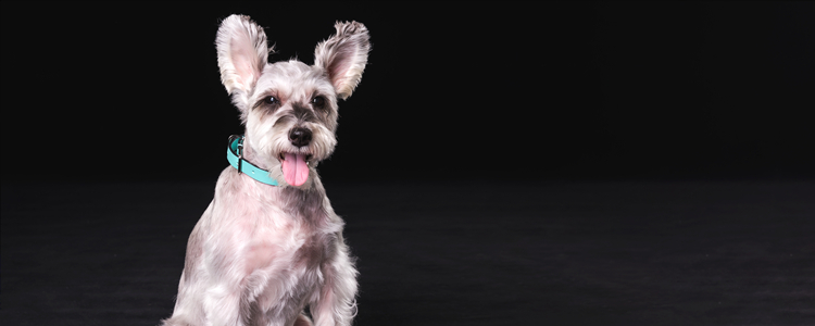 雪纳瑞毛色变化规律 雪纳瑞毛色变化不好看