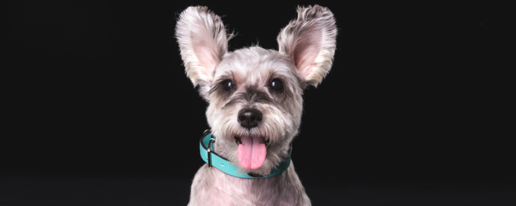 雪纳瑞发情周期 狗发情周期是多少天