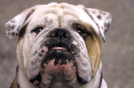 英斗犬性格怎么样 英斗犬性格很好