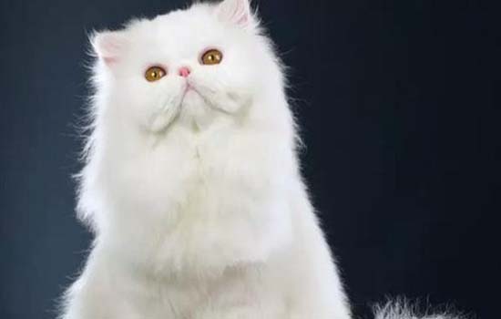 猫咪的避障能力有多强 猫咪的避障能力为什么这么强