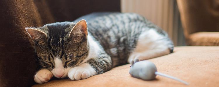 猫抑郁症的治疗方法 猫抑郁症最有效治疗方法