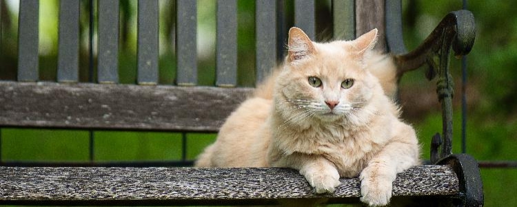 猫剪指甲不配合怎么办 猫不愿意剪指甲不怎么办