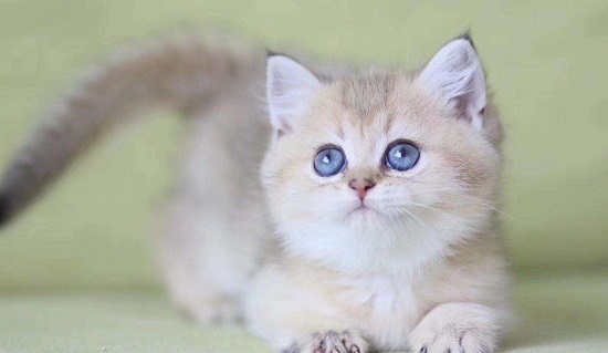 渐层猫喂养注意什么 渐层猫喂养的注意事项