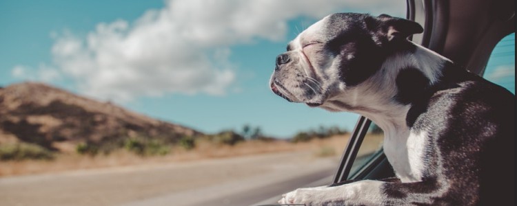 狗吃洗衣粉急救方法 狗吃洗衣粉怎么办