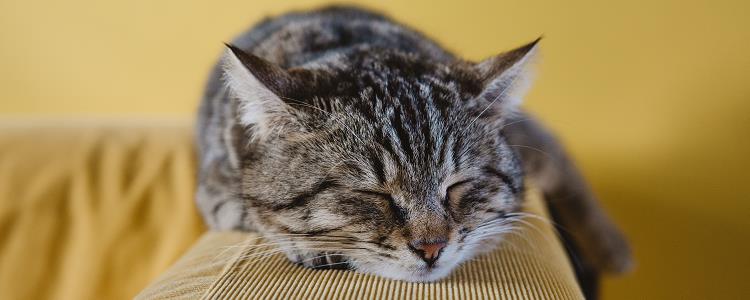 猫怎么剪指甲不挠人 怎么给猫剪指甲不被挠