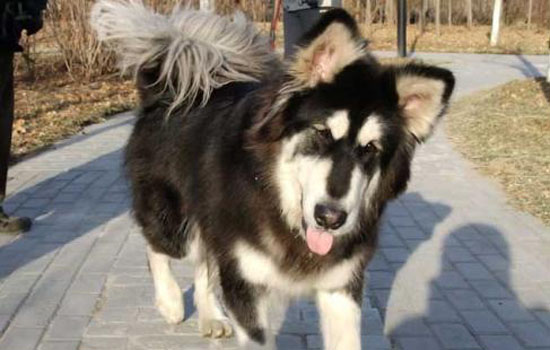 阿拉斯加犬夏天怎么办 阿拉斯加安全度夏的方法