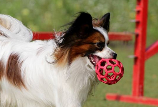 养蝴蝶犬有什么危害 饲养蝴蝶犬的危害
