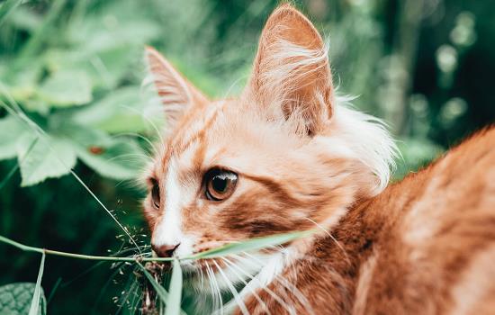 蚊香对猫的危害有多大 蚊香对猫的危害有哪些