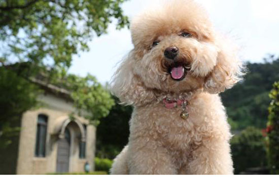 贵宾犬有泪痕怎么办 贵宾犬有泪痕处理