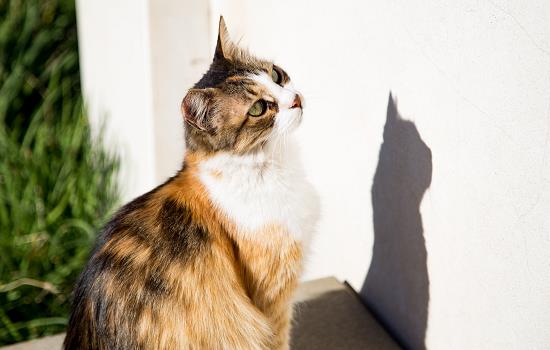 猫可以消化鱼鳞吗 猫能吃鱼鳞吗