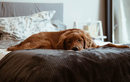 犬窝咳能自愈吗 犬窝咳不能自愈