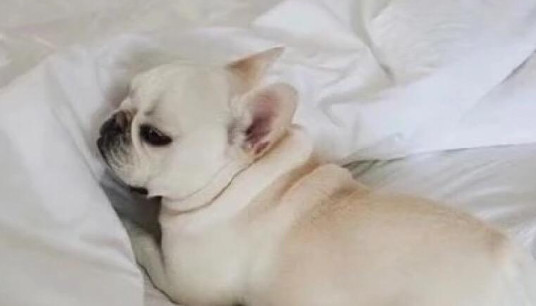 法斗肛门腺多久挤一次 法斗挤肛门的时间