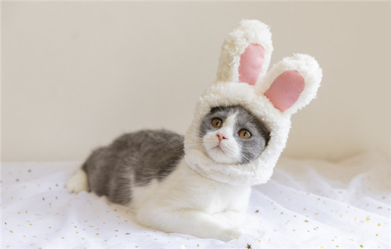 猫绝育前一定要打疫苗吗 猫绝育前一定要打疫苗