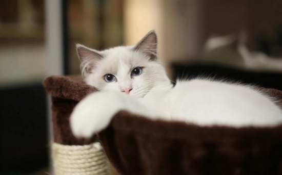 猫怀孕一个月能洗澡吗 猫怀孕一个月不能洗澡