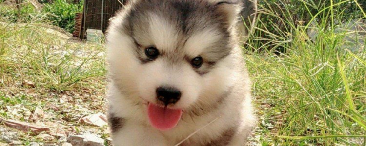 雪犬是什么狗 雪犬是什么品种的狗