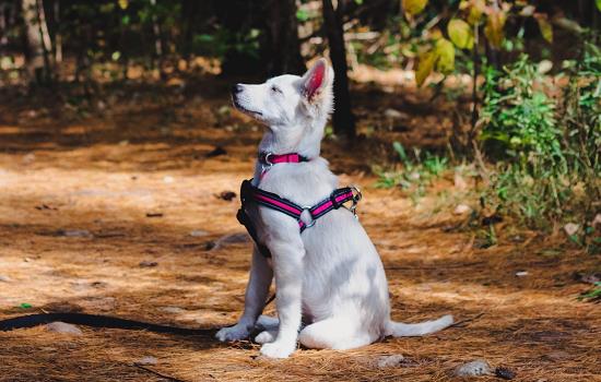 狗狗感冒和犬瘟的區別 狗狗感冒和犬瘟有什麼不同