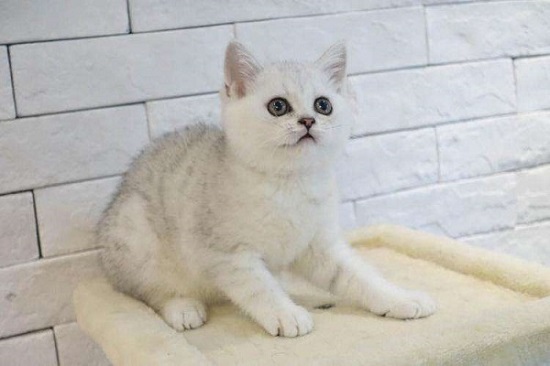2个月渐层猫怎么看品相 2个月渐层猫看品相的方法