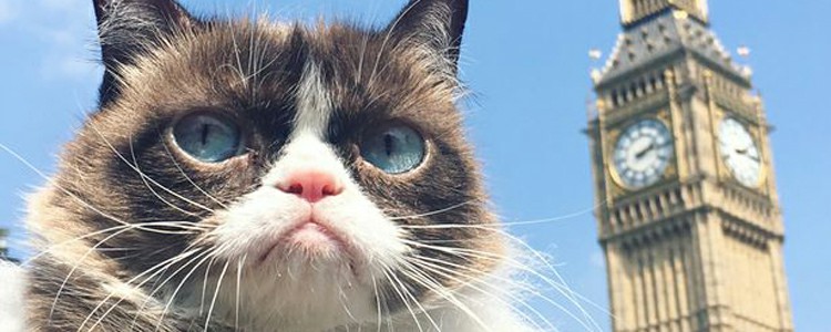 小猫瞳色什么时候定型 小猫瞳色什么时候变