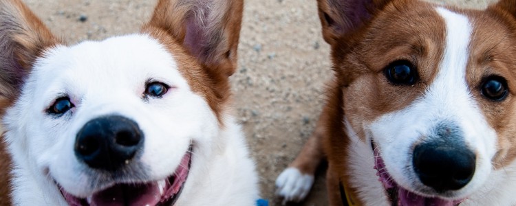 柯基几个月腿就不长了 柯基几个月腿定型