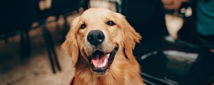 公犬去势的好处有哪些 公犬去势有什么好处