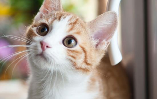 猫咪死了以后怎么处理 猫咪死了以后怎么办