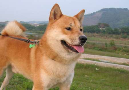 柴犬为什么总是打架 柴犬总是打架的理由