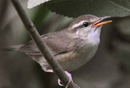 淡脚树莺可以饲养吗 淡脚树莺可不可以饲养