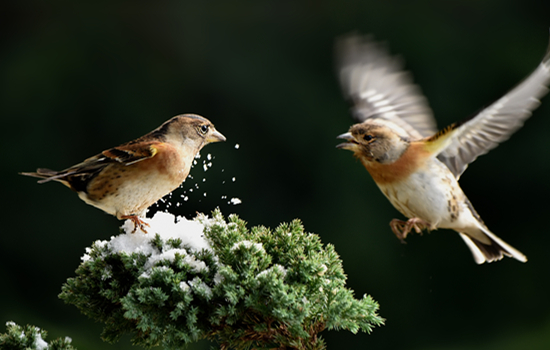 鸟会传染冠状病毒吗 野生鸟会传染冠状病毒吗