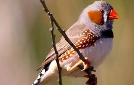 珍珠鸟怕冷吗 珍珠鸟冬天怕冷吗