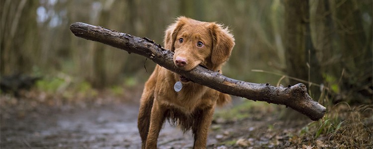 如何挑选大中小型犬几个月幼犬鉴别宠物狗品种优缺点方法技术 怎样分辨优质小奶狗领养购买价格注意什么事项图文视频 小可爱宠物