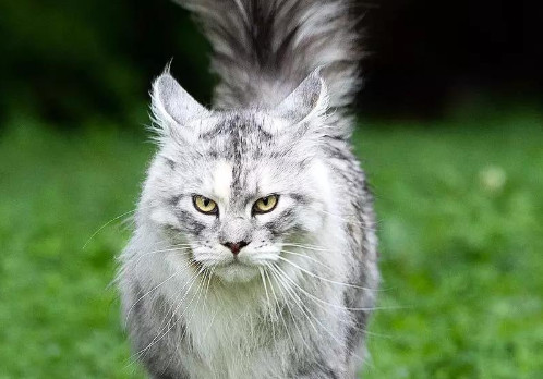 缅因猫智商相当于人类几岁 缅因猫智商相当于人类2～3岁