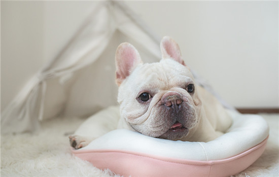 狗狗太热了会怎么表现 狗狗太热了的表现