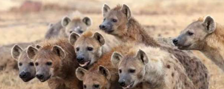 鬣狗是狗吗 鬣狗是什么科动物