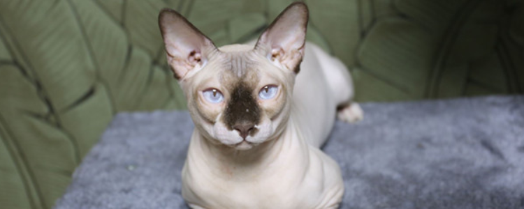 不长毛的猫叫什么名字 不长毛的猫是什么品种