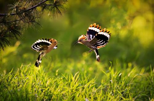 戴胜鸟啄人吗 戴胜鸟会不会啄人