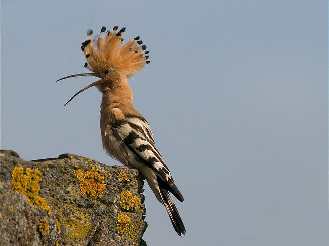 戴胜鸟啄人吗 戴胜鸟会不会啄人