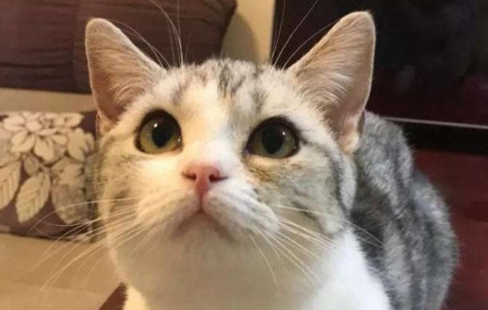 猫能看到红外线吗 猫真的能看到红外线吗