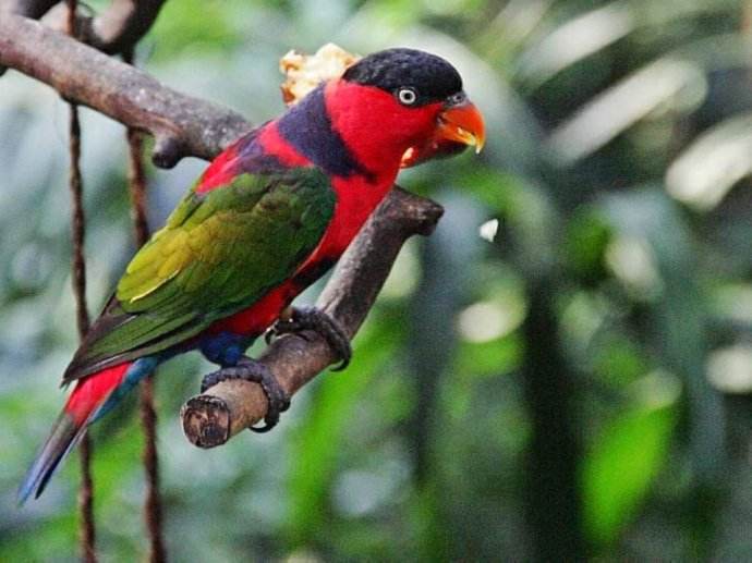 黑顶吸蜜鹦鹉怎么养 黑顶吸蜜鹦鹉的饲养