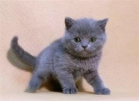 小猫可以吃面包吗 小猫不可以吃面包