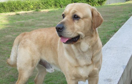 成年拉布拉多犬有多大 拉布拉多成年大小