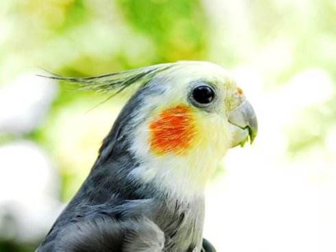 鳳頭鸚鵡怎麼分公母 雞尾鳳頭鸚鵡分公母