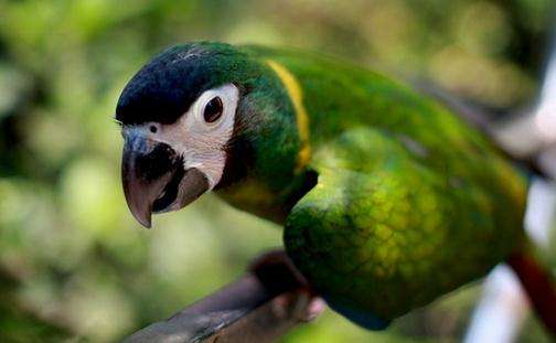 金领金刚鹦鹉价格 金领金刚鹦鹉的价格