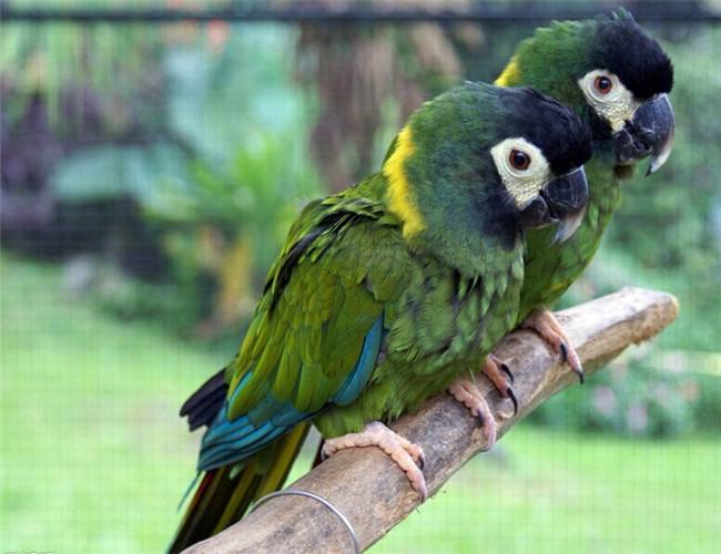 金领金刚与红肩鹦鹉哪个好