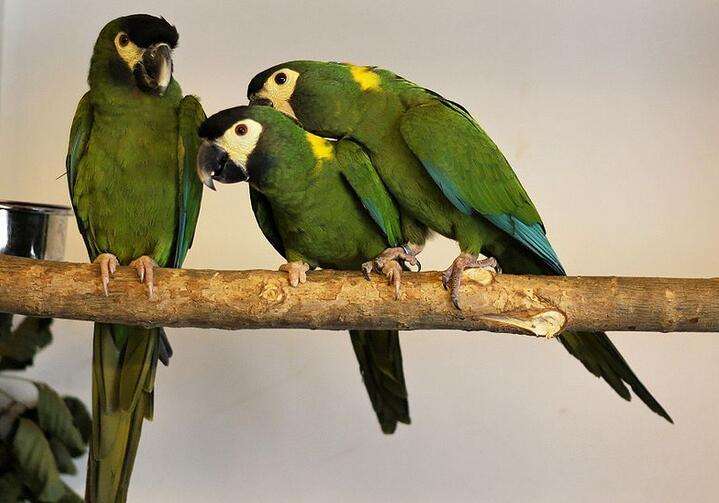 金领金刚鹦鹉和迷你金刚比较