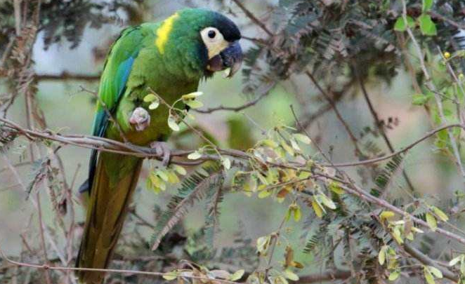 金领金刚鹦鹉保护级别 金领金刚鹦鹉的保护级别