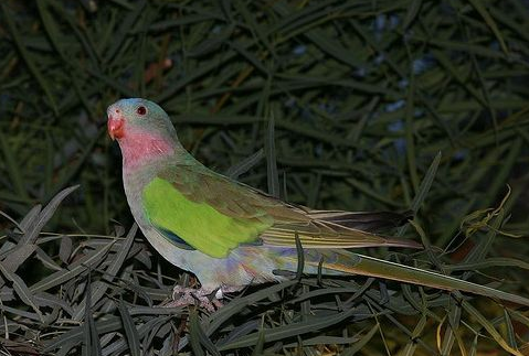 公主鹦鹉优缺点 公主鹦鹉的优点和缺点