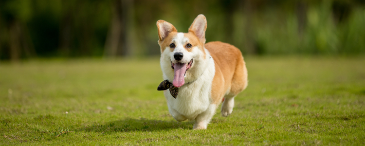 柯基可以吃蓝莓吗 柯基幼犬可以吃蓝莓吗